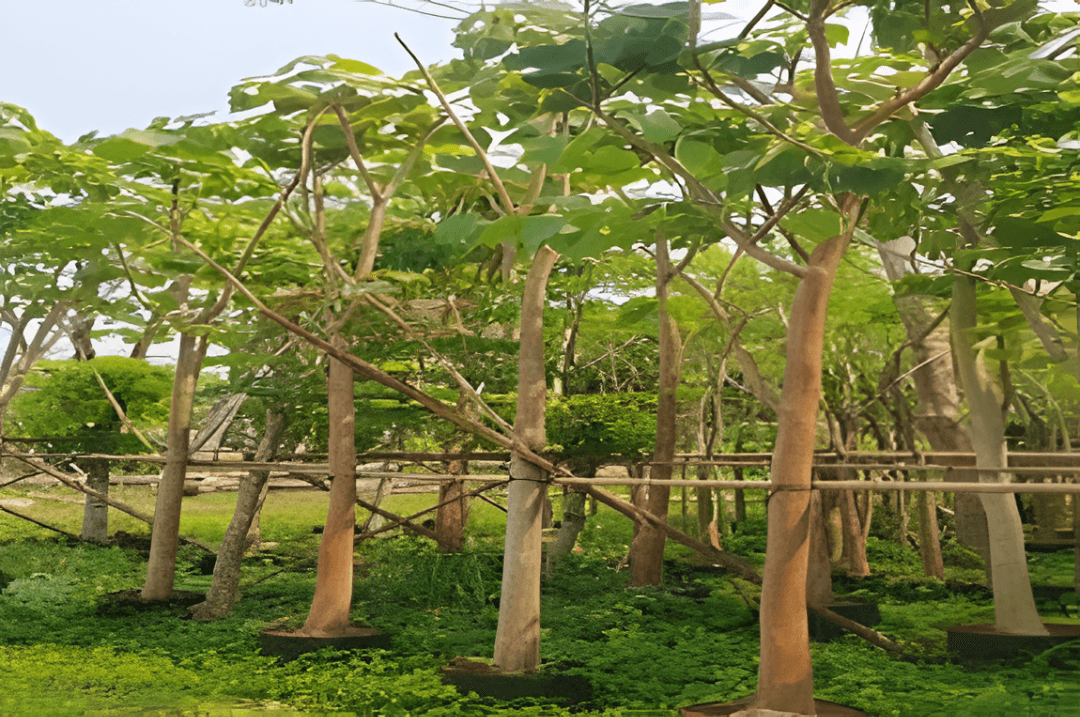 FICUS